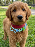 Pet Name Charm