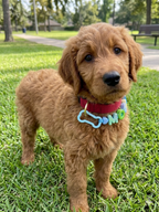 Pet Name Charm
