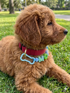 Pet Name Charm